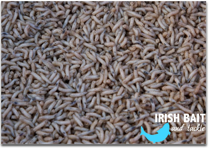 Live Maggots - SOUTHERN/NORTHERN IRELAND ONLY DELIVERY – Irish Bait &  Tackle Ltd
