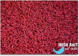 Live Maggots - SOUTHERN/NORTHERN IRELAND ONLY DELIVERY-Live Bait-Irish Bait & Tackle-1 Gallon-Red-Irish Bait & Tackle